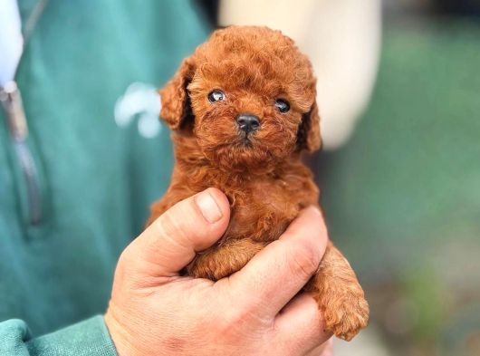 Micro Kore Poodle Yavrularımız görsel