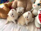 Safkan British Shorthair Oyuncu Ve Sevimli Yavrularımız