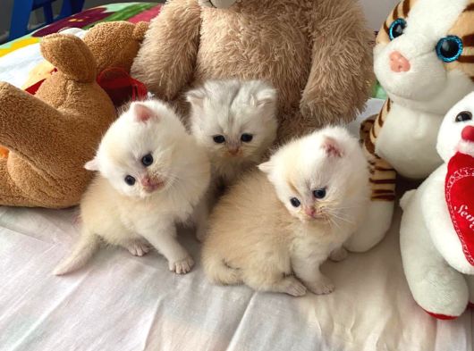 Safkan British Shorthair Oyuncu Ve Sevimli Yavrularımız görsel