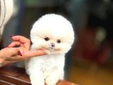 Üst Düzey Pomeranian Boo Güzelliği