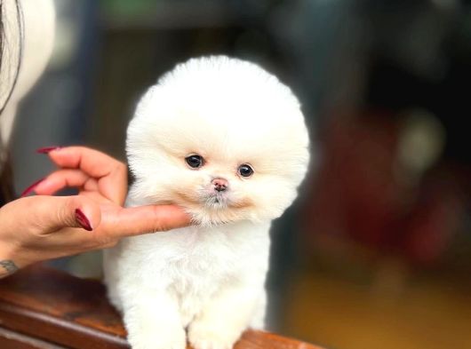 Üst Düzey Pomeranian Boo Güzelliği görsel