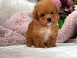 MALTİPOO CİNSİ YAVRULAR EV ÜRETİMİ