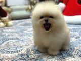 Krem Renk Üst Kalite Pomeranian Boo