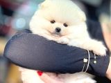 Pomerri̇an Boo Sevi̇mli̇ Yavrular
