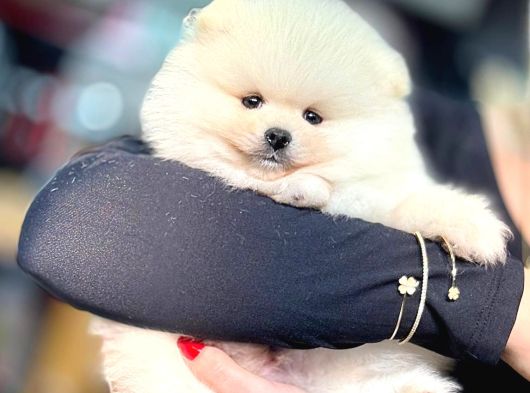 Pomerri̇an Boo Sevi̇mli̇ Yavrular görsel