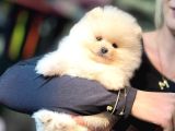 Pomerri̇an Boo Sevi̇mli̇ Yavrular