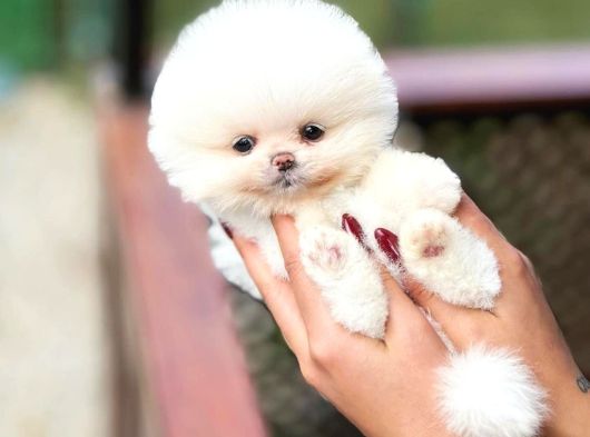 Üst Düzey Pomeranian Boo Güzelliği