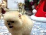 Krem Renk Üst Kalite Pomeranian Boo
