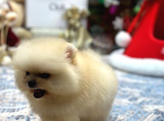 Krem Renk Üst Kalite Pomeranian Boo görsel