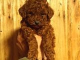 TOY POODLE SEVİMLİ YAVRULAR EV ÜRETİMİ