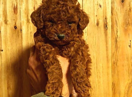 TOY POODLE SEVİMLİ YAVRULAR EV ÜRETİMİ