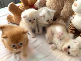 Safkan british shorthair Oyuncu ve Sevimli Yavrularımız