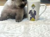 Fincan Boy Orange Pomeranian Boo Yavrumuz Tottoo