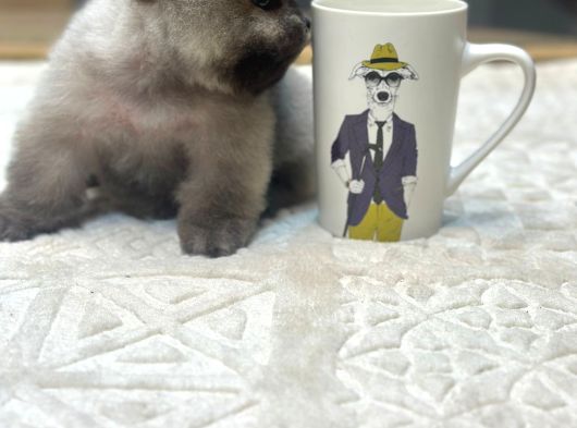 Fincan Boy Orange Pomeranian Boo Yavrumuz Tottoo görsel