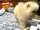 Krem Renk Üst Kalite Pomeranian Boo