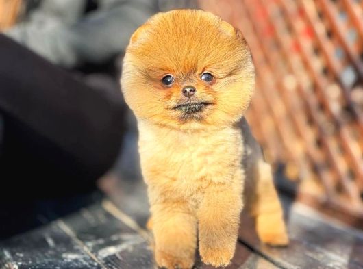Orange Renk Pomeran Boo Güzelliği görsel
