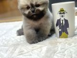 Fincan Boy Orange Pomeranian Boo Yavrumuz tottoo