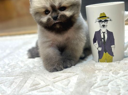 Fincan Boy Orange Pomeranian Boo Yavrumuz Tottoo