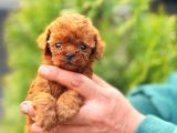 Micro Kore Poodle Yavrularımız