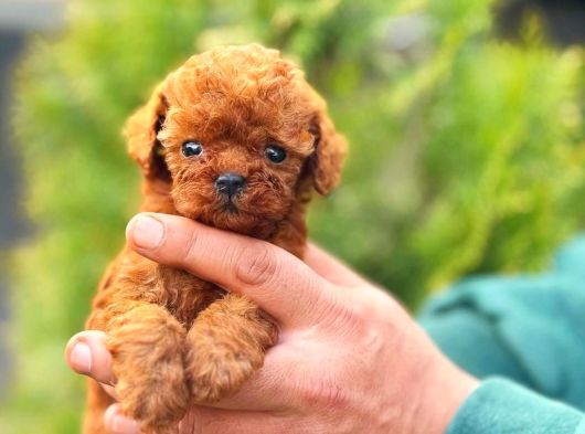 Micro Kore Poodle Yavrularımız görsel