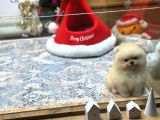 Krem Renk Üst Kalite Pomeranian Boo