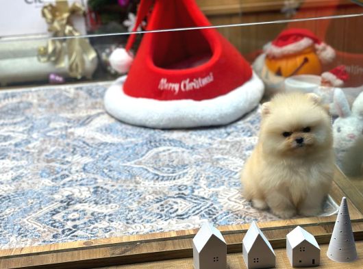 Krem Renk Üst Kalite Pomeranian Boo