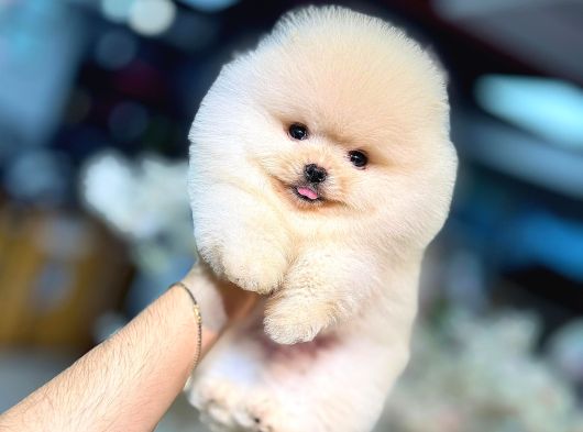 Pomeranian Boo Ayı Surat Yavrular Mağazamızdan Sizlerle