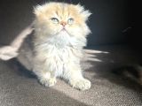 Golden Çok Güzel Özel Scottish Fold Yavrularım