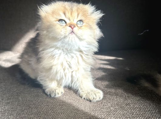 Golden Çok Güzel Özel Scottish Fold Yavrularım görsel