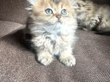 Golden Çok Güzel Özel Scottish Fold Yavrularım