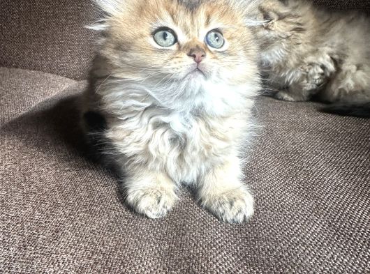 Golden Çok Güzel Özel Scottish Fold Yavrularım görsel