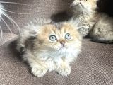 Golden Çok Güzel Özel Scottish Fold Yavrularım