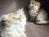 Golden Çok Güzel Özel Scottish Fold Yavrularım