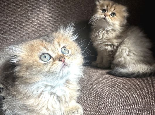 Golden Çok Güzel Özel Scottish Fold Yavrularım görsel