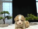 Party Colour Özel Renk Poodle Bebeği̇mi̇z