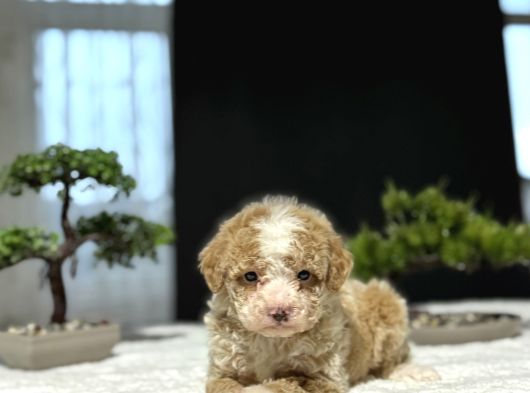 Party Colour Özel Renk Poodle Bebeği̇mi̇z görsel