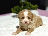 PARTY COLOUR ÖZEL RENK POODLE BEBEĞİMİZ