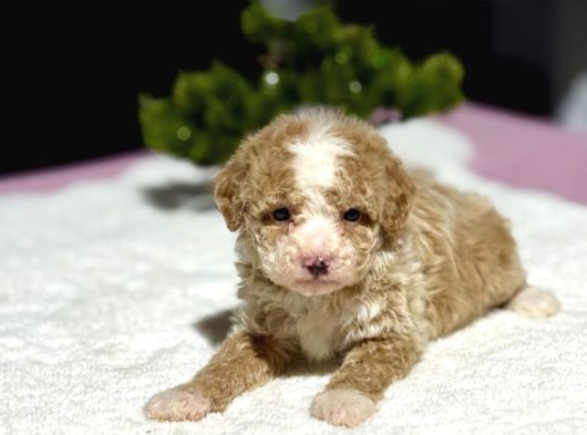 Party Colour Özel Renk Poodle Bebeği̇mi̇z