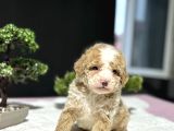 Party Colour Özel Renk Poodle Bebeği̇mi̇z