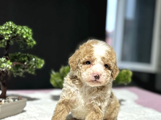 Party Colour Özel Renk Poodle Bebeği̇mi̇z görsel