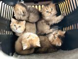 Golden çok Güzel Özel Scottish Fold Yavrularım