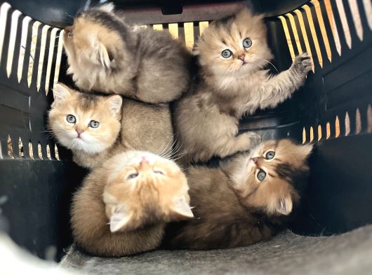 Golden Çok Güzel Özel Scottish Fold Yavrularım