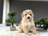 Özel Renk Malti̇poo Bebekleri̇mi̇z Aşili