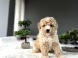 ÖZEL RENK MALTİPOO BEBEKLERİMİZ AŞILI