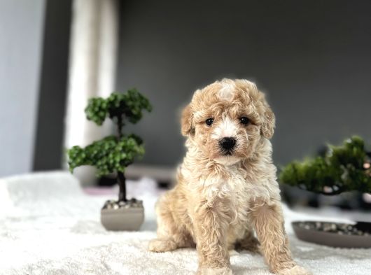 Özel Renk Malti̇poo Bebekleri̇mi̇z Aşili