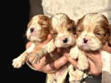 Üst Kalite Cavalier King Charles Bebekler