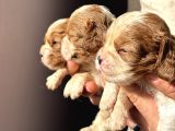 üst kalite cavalier king charles bebekler