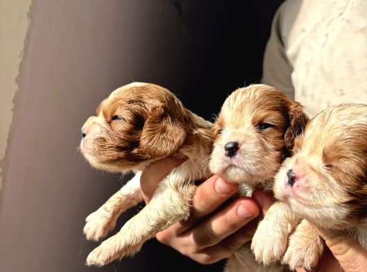 Üst Kalite Cavalier King Charles Bebekler görsel