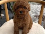 YENİ ARKADAŞINIZ YAVRU TOY POODLE YAVRUMUZ