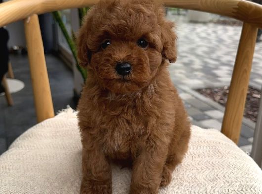 Yeni̇ Arkadaşiniz Yavru Toy Poodle Yavrumuz